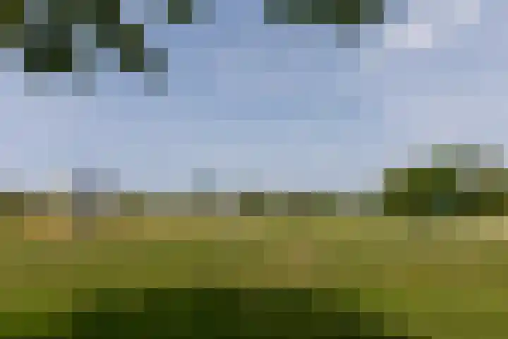 Kanariesprenk 149 Vlissingen thumbnail 32
