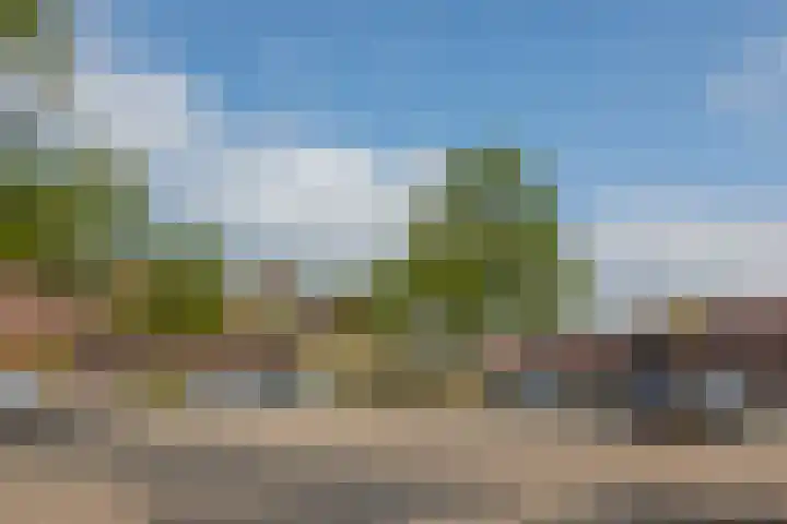 Kanariesprenk 149 Vlissingen thumbnail 33