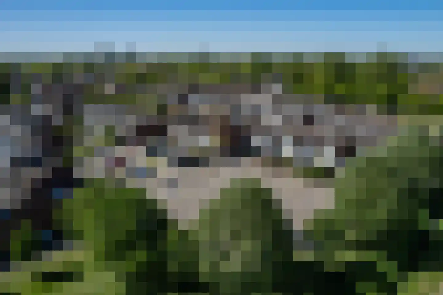 Kanariesprenk 181 Vlissingen thumbnail 23