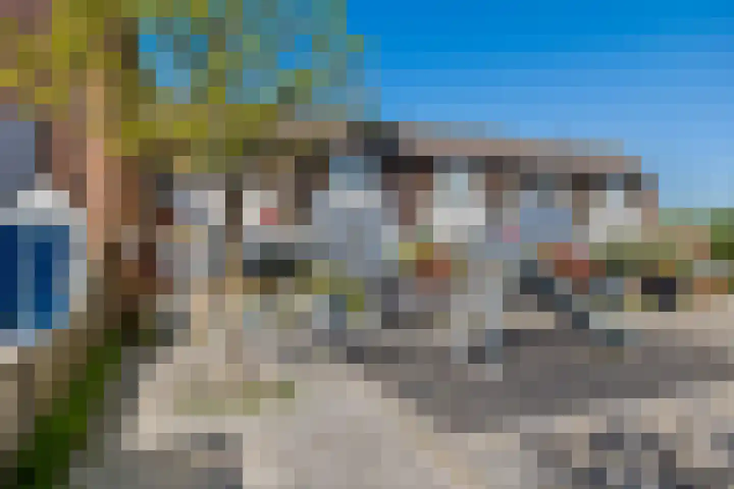 Kanariesprenk 181 Vlissingen thumbnail 6
