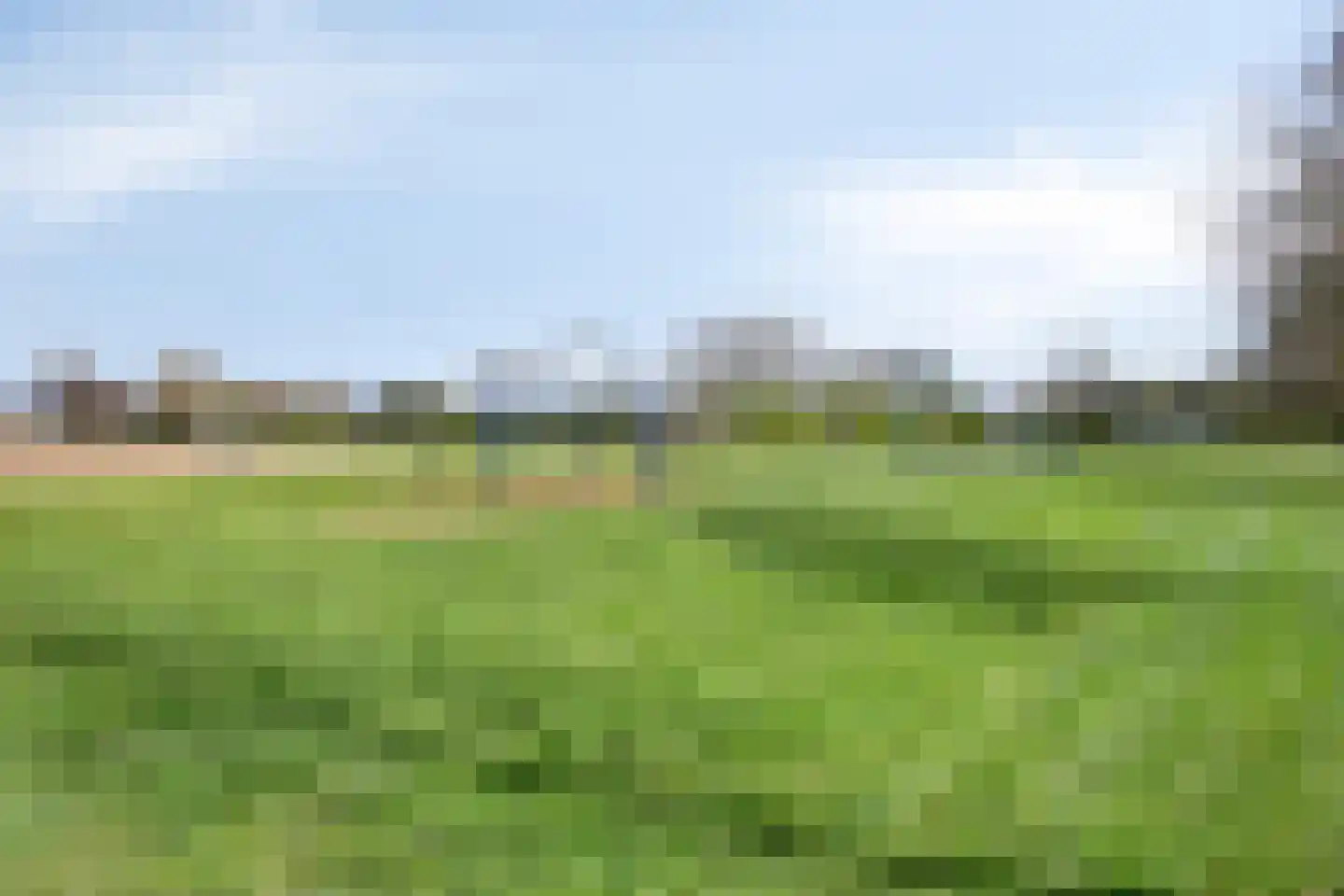 Kanariesprenk 203 Vlissingen thumbnail 25