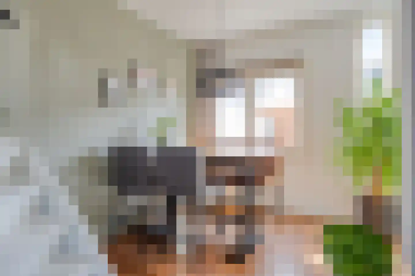 Kanariesprenk 203 Vlissingen thumbnail 5