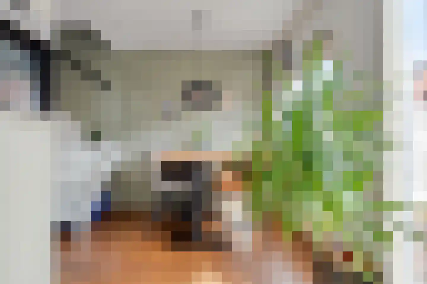 Kanariesprenk 203 Vlissingen thumbnail 7