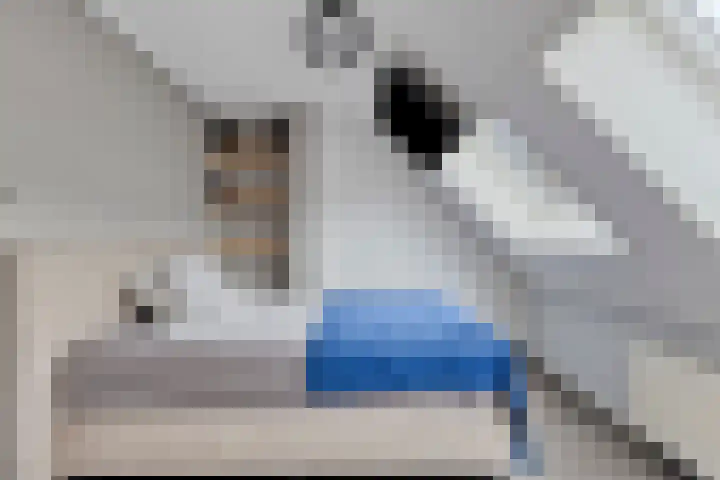 Kanariesprenk 213 Vlissingen thumbnail 13