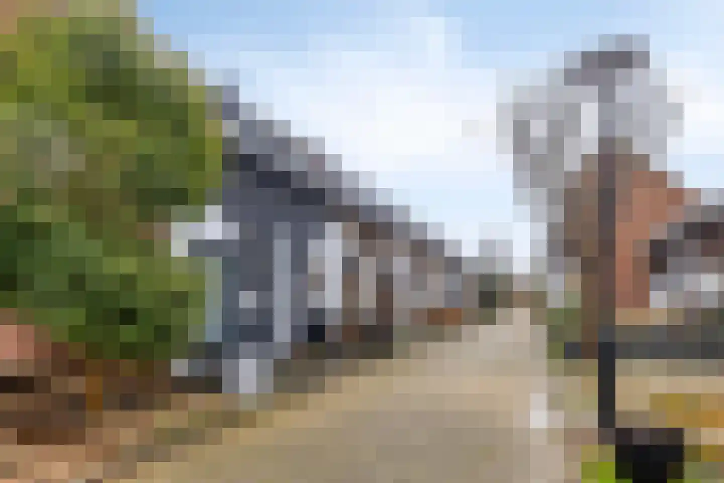 Kanariesprenk 213 Vlissingen thumbnail 26