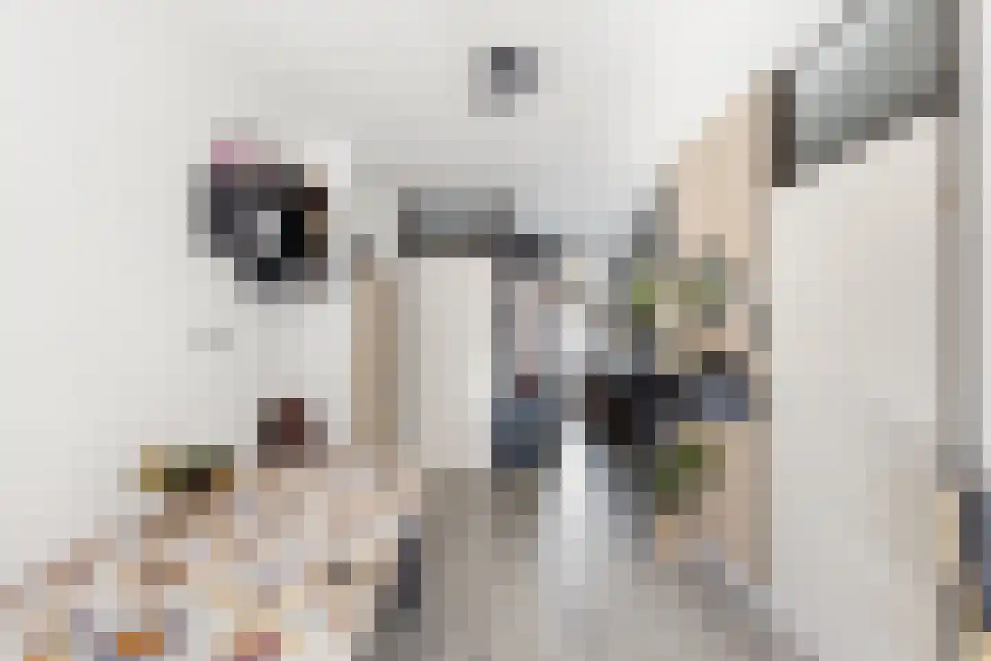 Kanariesprenk 227 Vlissingen thumbnail 14