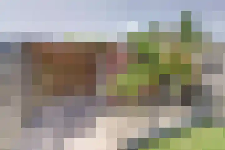 Kanariesprenk 25 Vlissingen thumbnail 24