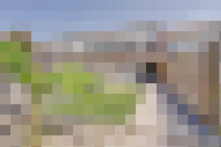 Kanariesprenk 25 Vlissingen thumbnail 25