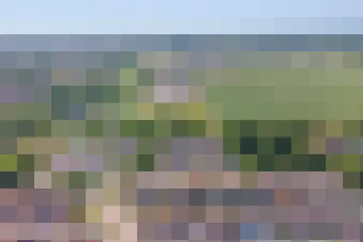 Kanariesprenk 25 Vlissingen thumbnail 28