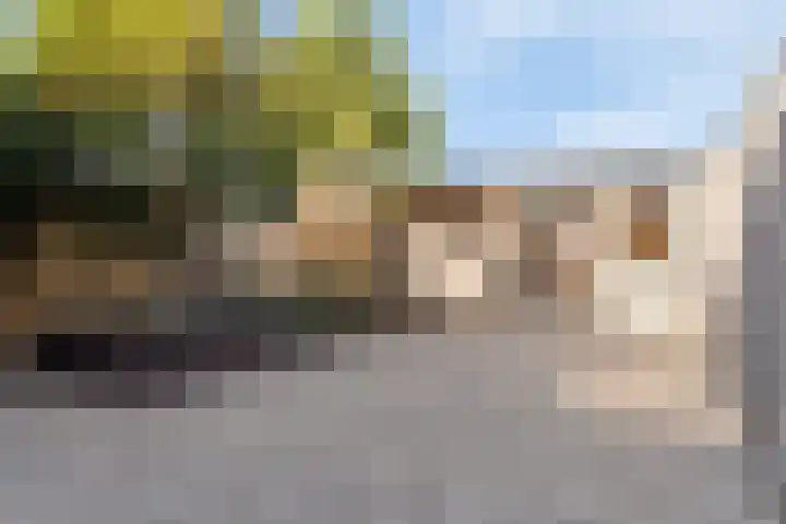 Kanariesprenk 255 Vlissingen thumbnail 26