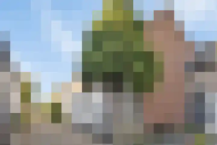 Kanariesprenk 255 Vlissingen thumbnail 34
