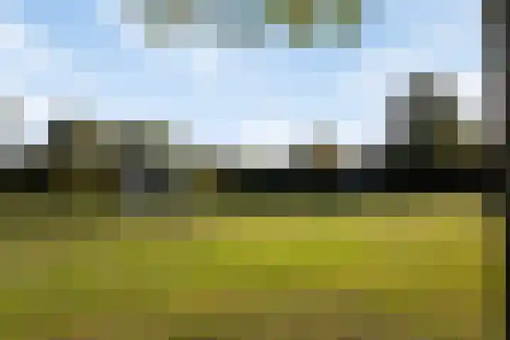 Kanariesprenk 255 Vlissingen thumbnail 35