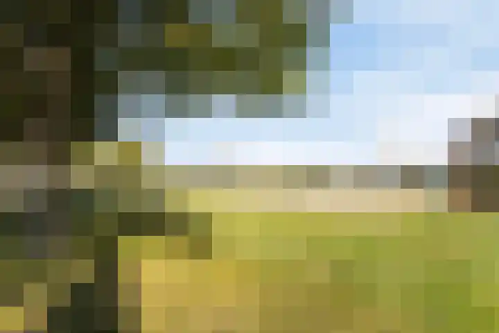 Kanariesprenk 255 Vlissingen thumbnail 36