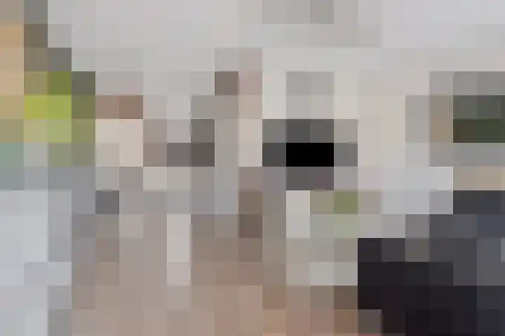Kanariesprenk 255 Vlissingen thumbnail 4