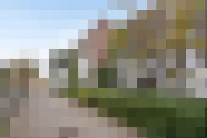 Kanariesprenk 27 Vlissingen thumbnail 5