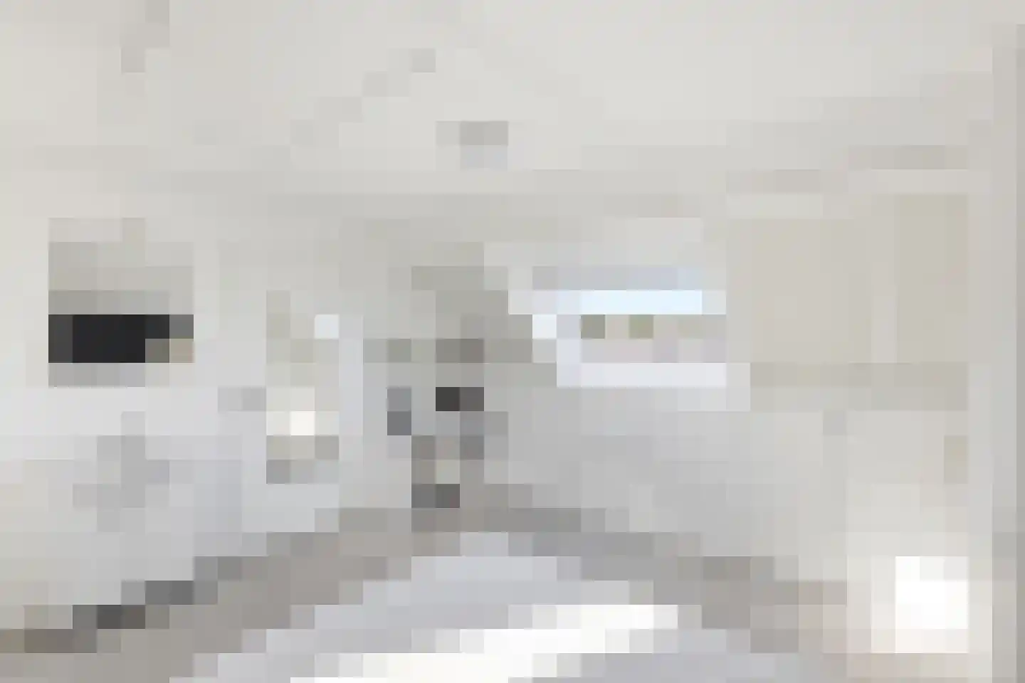 Kanariesprenk 279 Vlissingen thumbnail 32