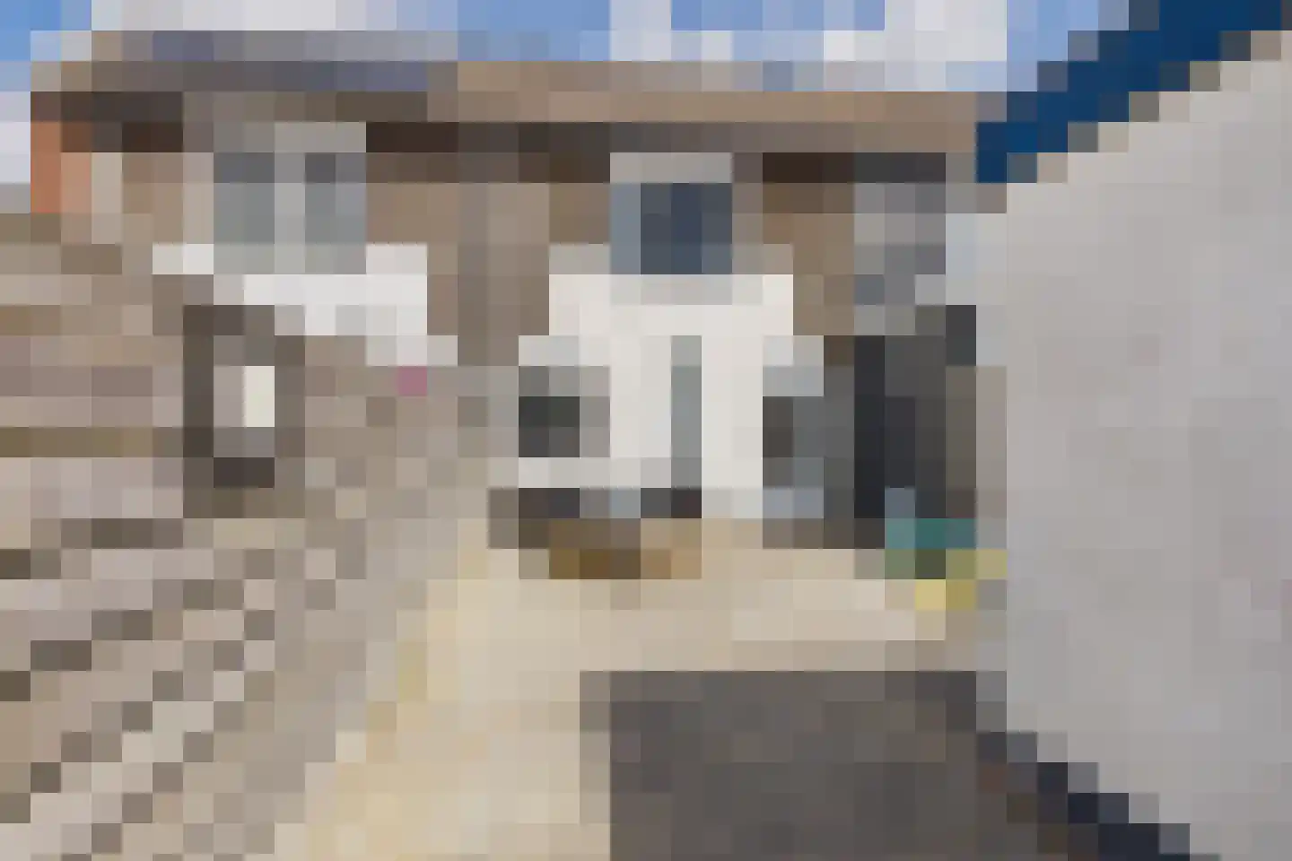 Kanariesprenk 355 Vlissingen thumbnail 30