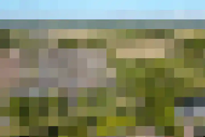 Kanariesprenk 363 Vlissingen thumbnail 28