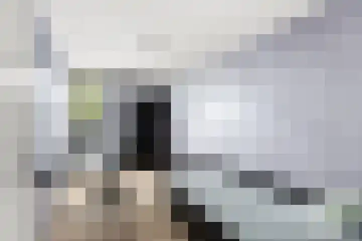 Kanariesprenk 377 Vlissingen thumbnail 20