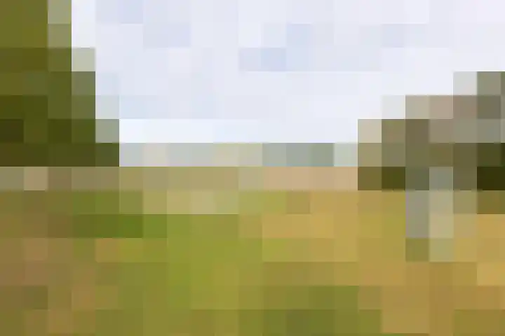 Kanariesprenk 377 Vlissingen thumbnail 22