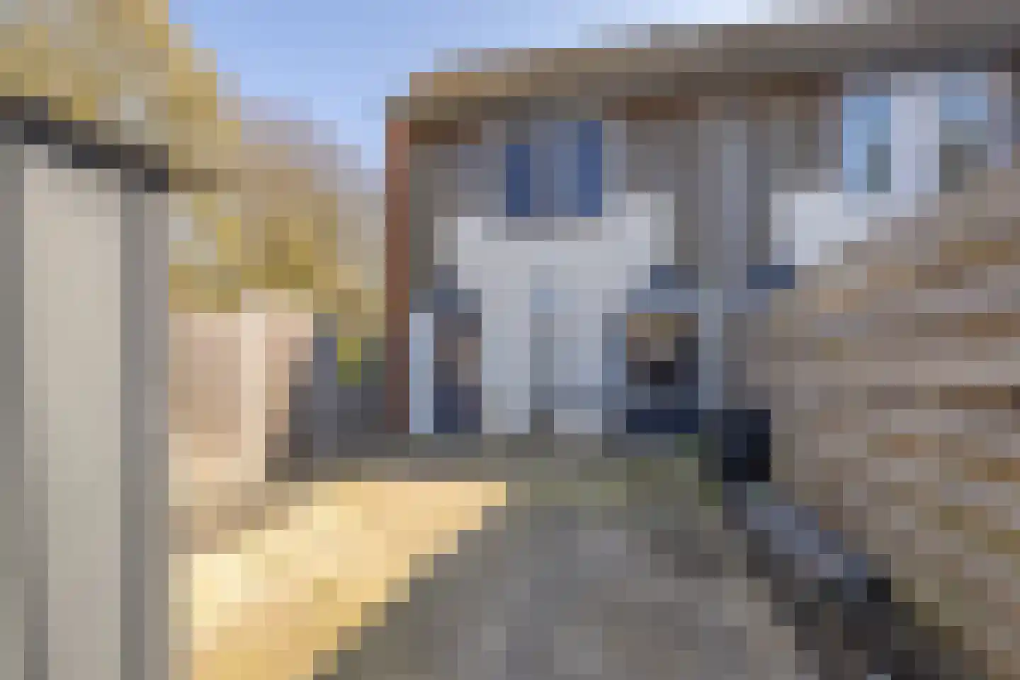 Kanariesprenk 379 Vlissingen thumbnail 18
