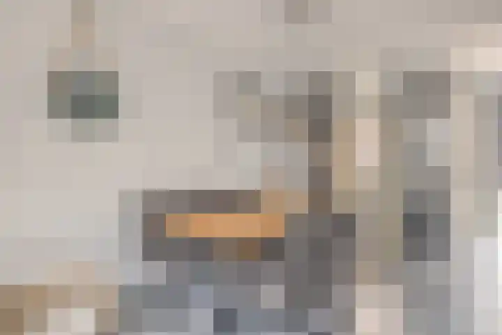 Kanariesprenk 413 Vlissingen thumbnail 16