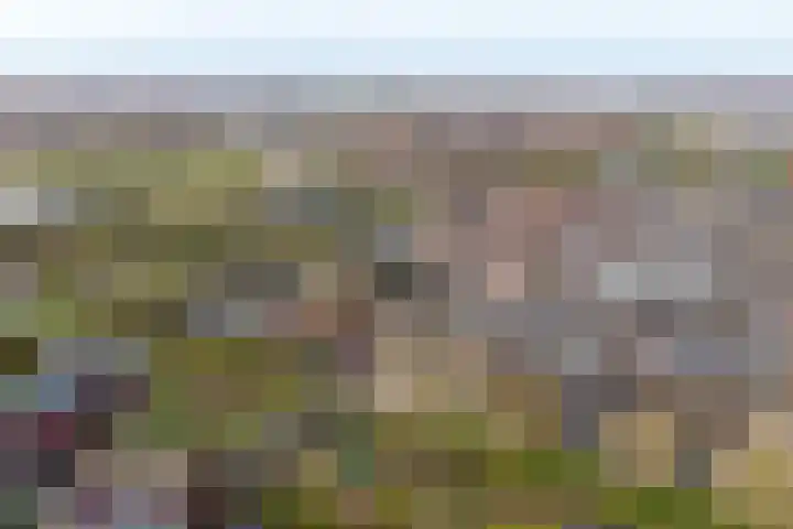 Kanariesprenk 417 Vlissingen thumbnail 31