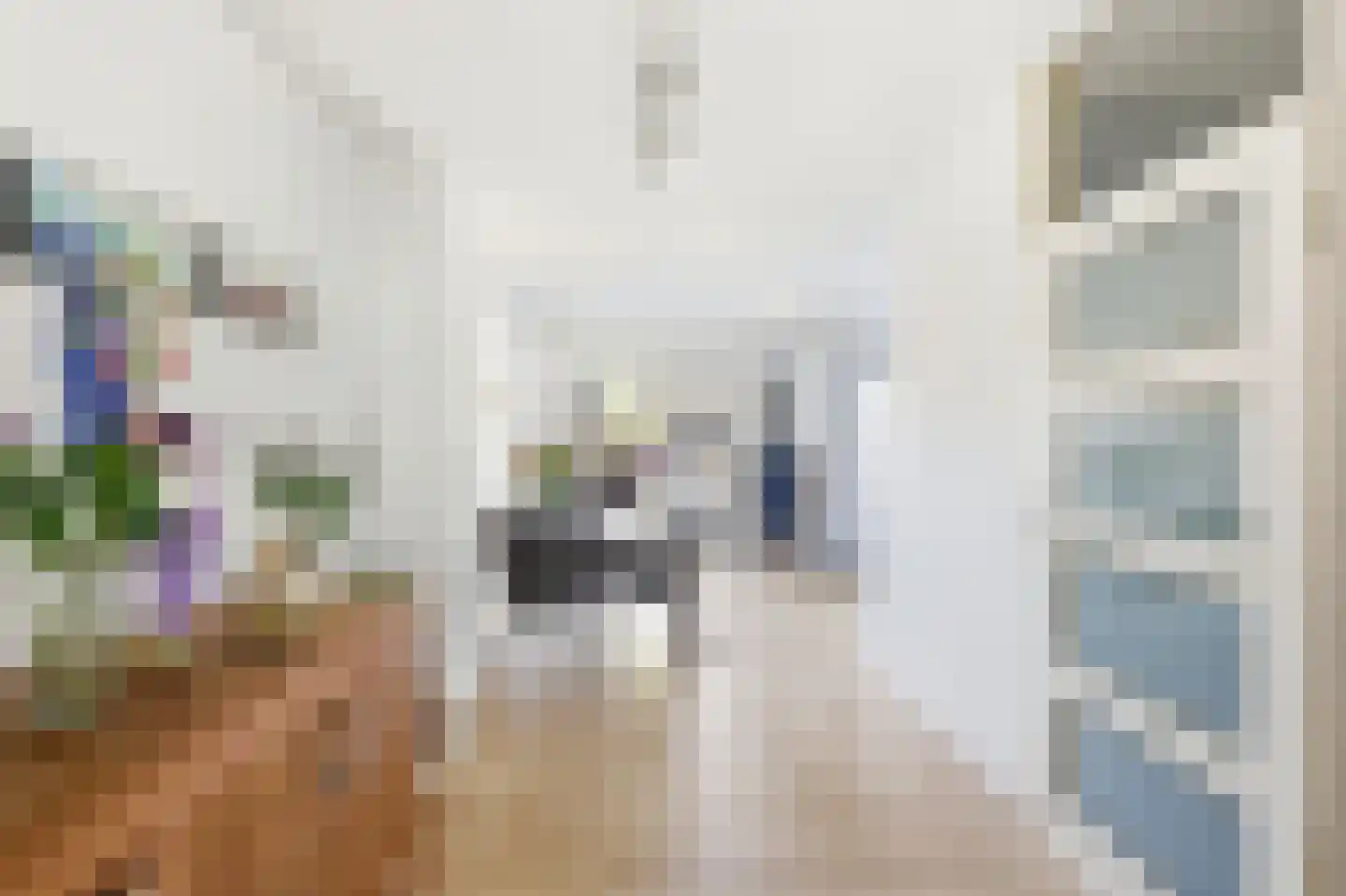 Kanariesprenk 431 Vlissingen thumbnail 14