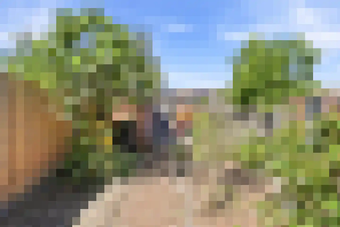 Kanariesprenk 431 Vlissingen thumbnail 22