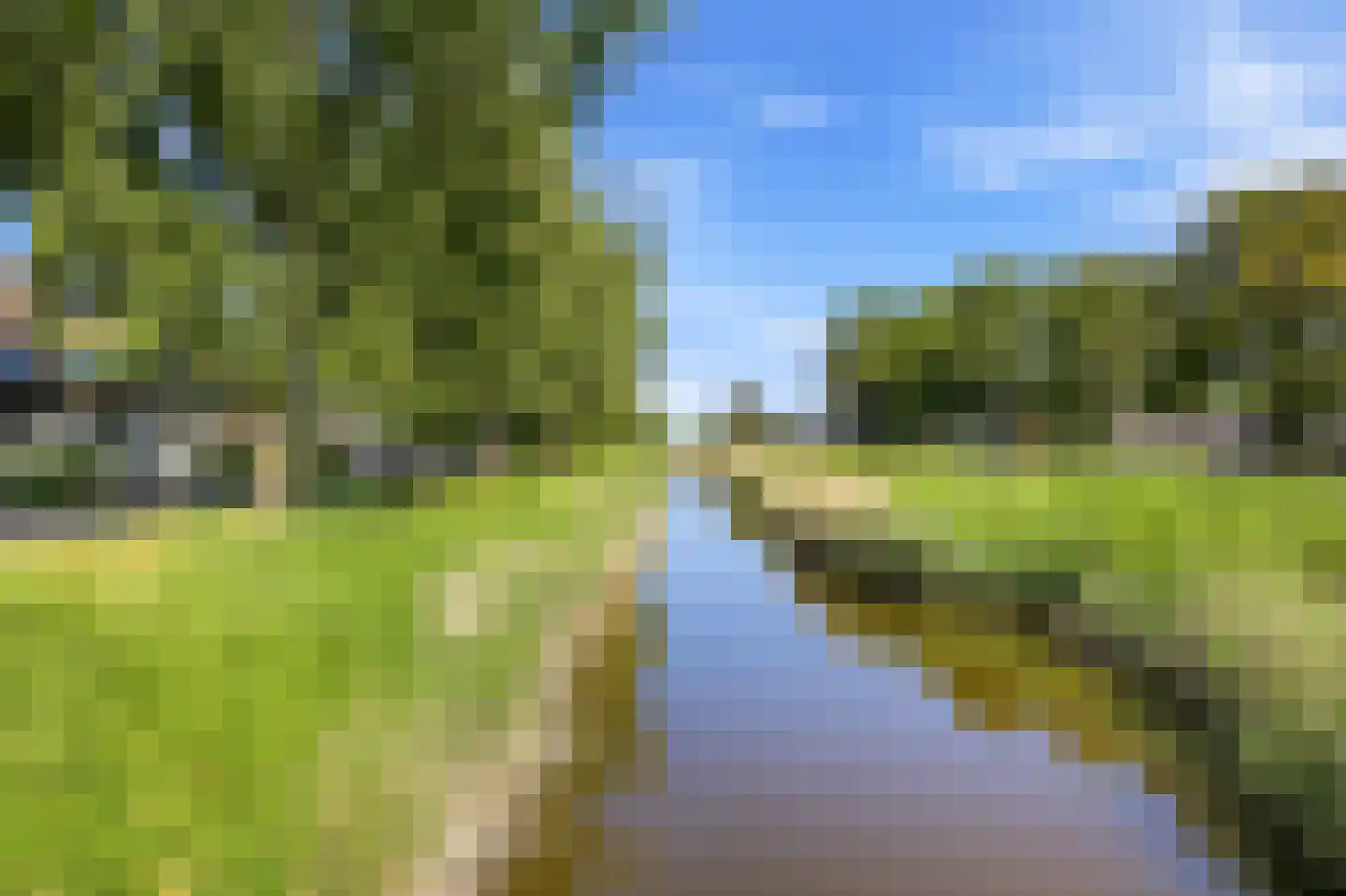 Kanariesprenk 431 Vlissingen thumbnail 8
