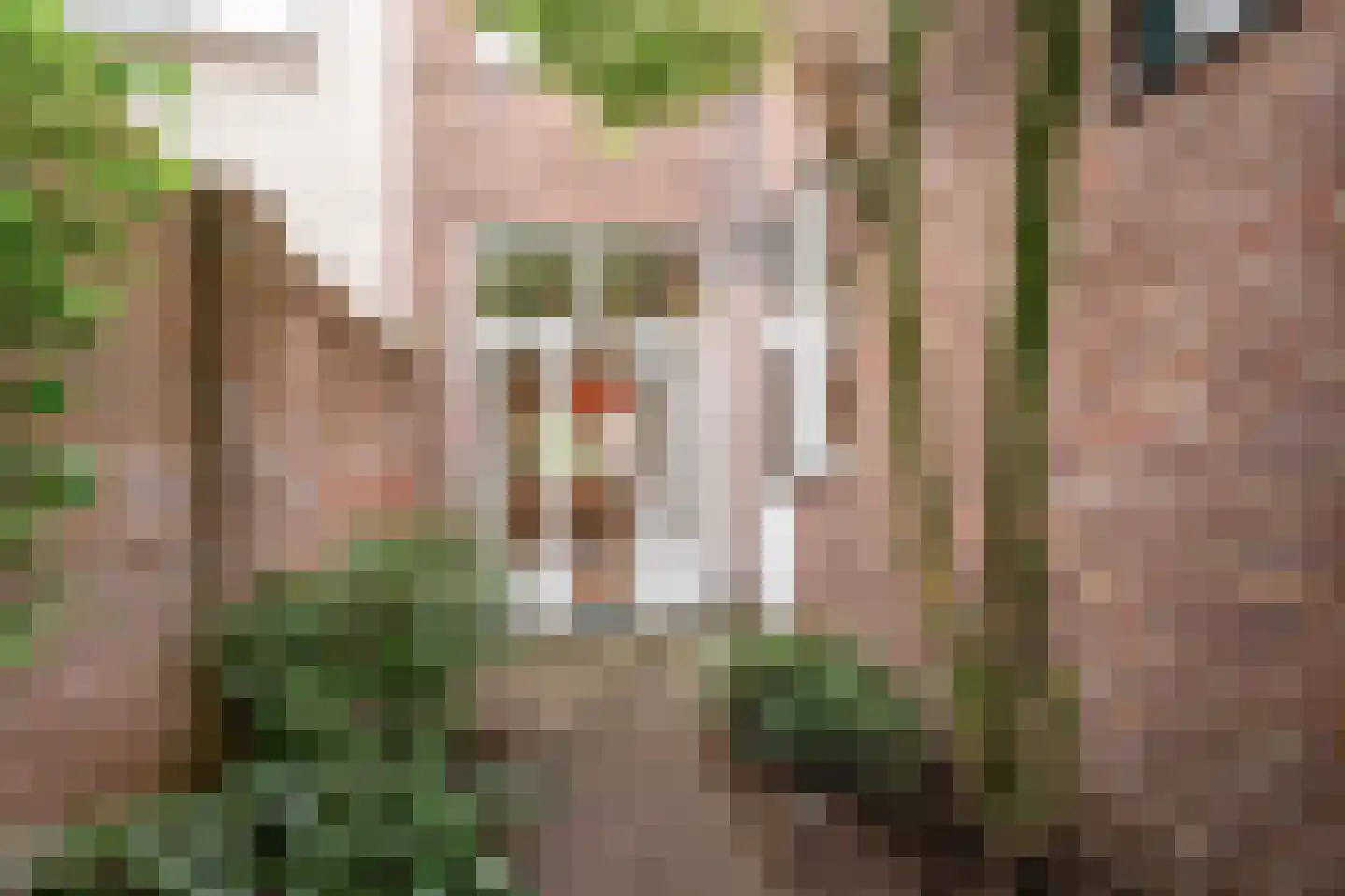Kanariestraat 21 Breda thumbnail 20