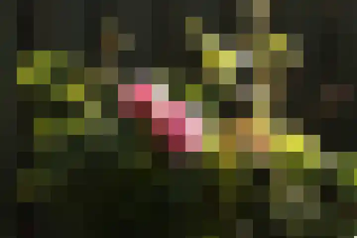 Kanariestraat 35 Breda thumbnail 31