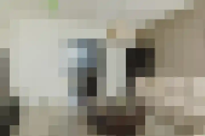 Kanariestraat 7 Zundert thumbnail 16