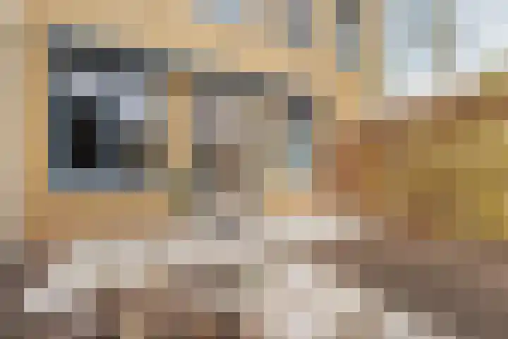 Kangoeroestraat 21 Breda thumbnail 29