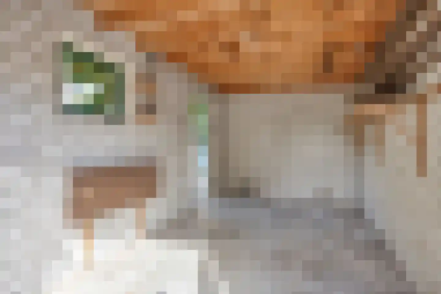 Kangoeroestraat 3 Nijmegen thumbnail 30