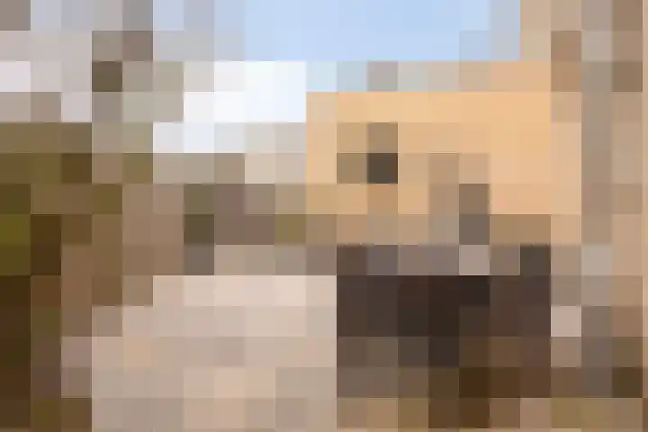 Kangoeroestraat 59 Breda thumbnail 5