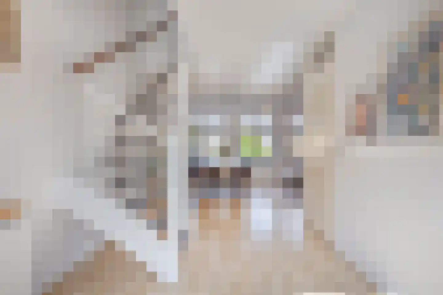 Kangoeroestraat 83 Breda thumbnail 12