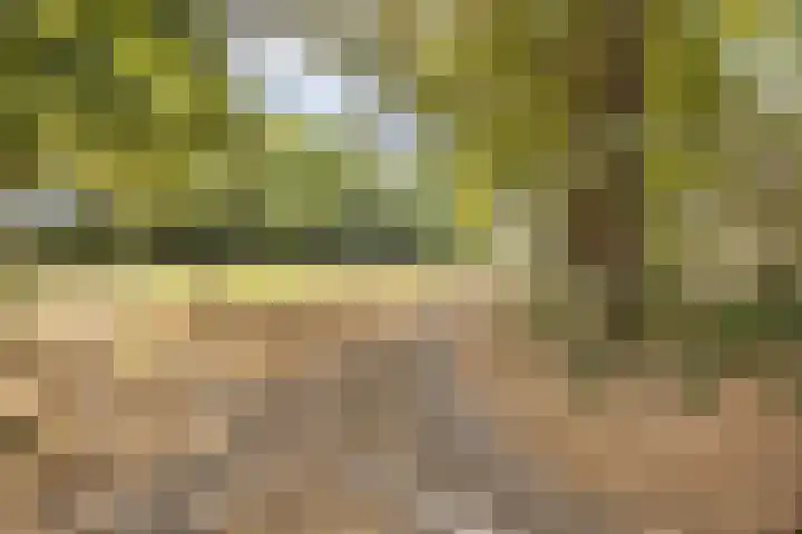 Kannewielseweg 14 c Halsteren thumbnail 54