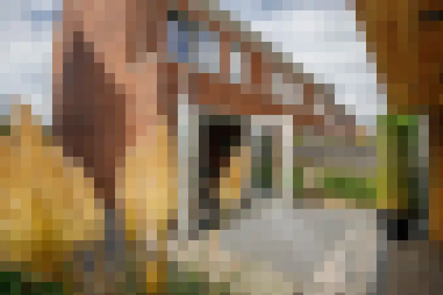 Kanselierstuin 16 Zevenhuizen thumbnail 22