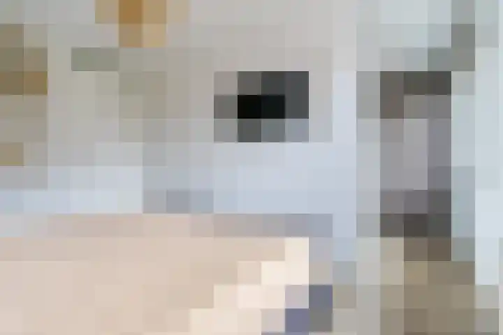 Kantelhaak 1 Best thumbnail 32