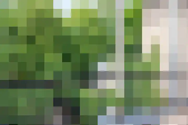 Kantenbeemd 16 Breda thumbnail 37