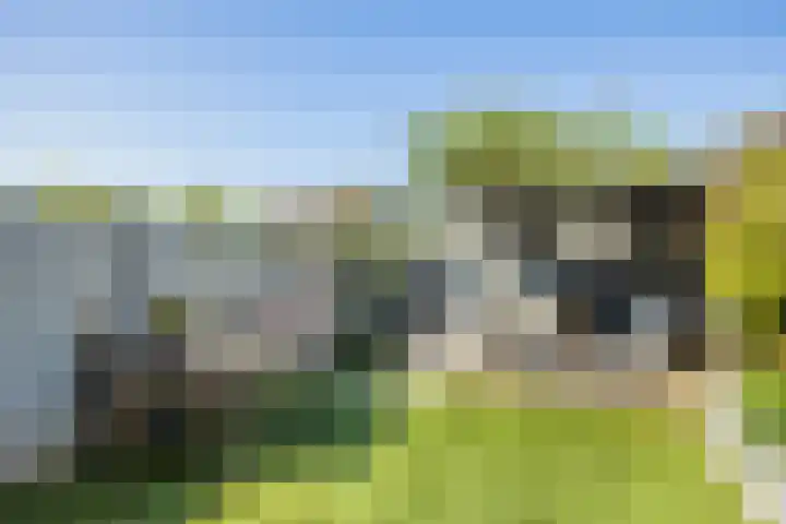 Kantmos 5 Houten thumbnail 32