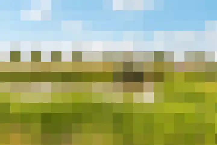 Kantmos 50 Houten thumbnail 48