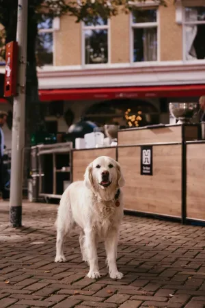 Foto van Kantoorhond Beau