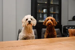 Foto von Kantoorhondjes Bram en Saar