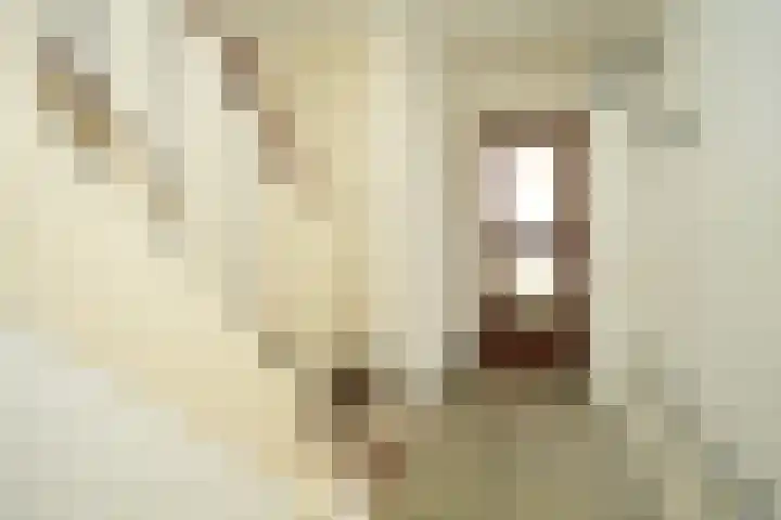Kanunnik van Mulicomstraat 5 Nijmegen thumbnail 4