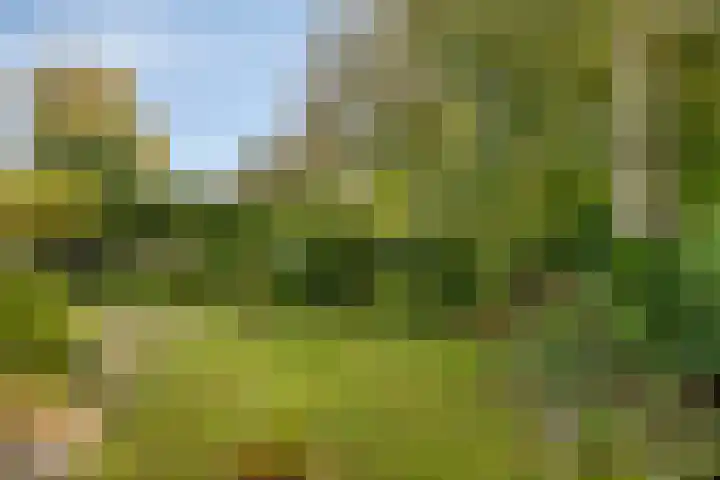 Kapberg 29 Zwaag thumbnail 6
