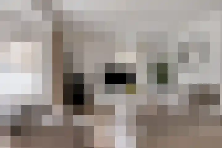 Kapelaan Jansenstrjitte 21 Sneek thumbnail 12