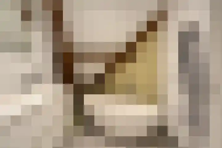 Kapelaan Koopmansplein 113 B 's-Hertogenbosch thumbnail 28