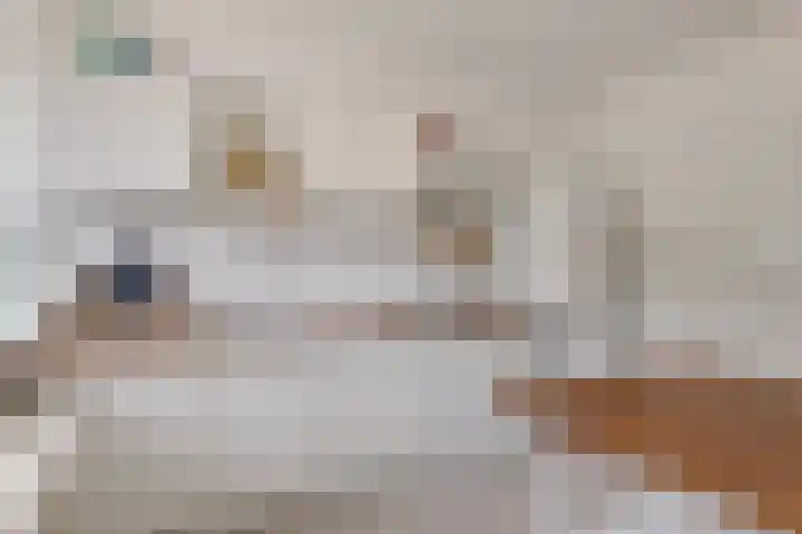 Kapelaanstraat 33 Gemert thumbnail 4
